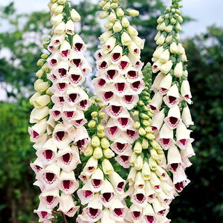 Digitale - Pam's Choice - Perla naturalistica delle piante ornamentali - Digitalis purpurea