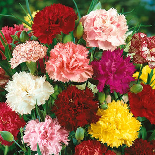 Garofano - Chabaud Miscuglio - Fascino tradizionale del giardino - Dianthus caryophyllus