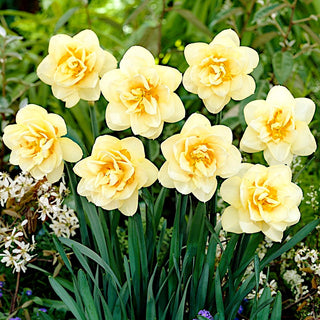 Narciso - Manly - Narcissus - Colori chiari, durevoli e decorativi - 5 bulbi