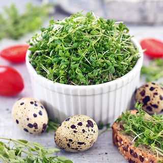 Crescion - Semi per germogli - Ideale per la coltivazione tutto l’anno in casa - 500 g