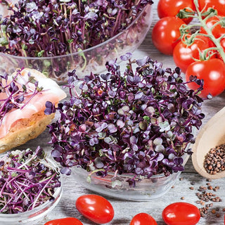 Semi per germogli - Ravanello Sango - Gusto piccante e deciso, ricchezza di vitamina C - Busta Grande - 100 g