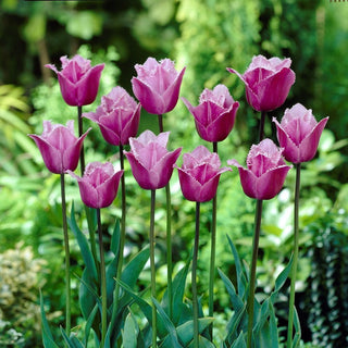 Tulipano - Blue Heron - Tulipa - Corona frangiata, profumo delicato - 5 bulbi