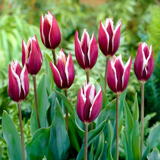 Tulipano - Chansonette - Tulipa - Fiori eleganti e armoniosi - 5 bulbi