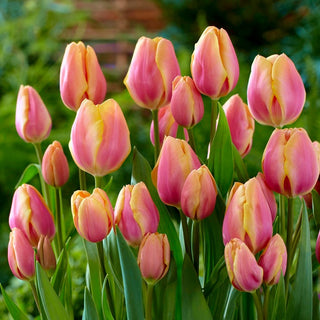 Tulipano - Dragon King - Tulipa - Specie affidabile e ornamentale - 5 bulbi