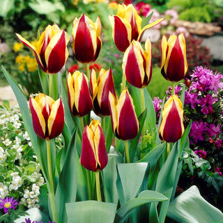 Tulipano - Gavota - Tulipa - Tulipano originale per composizioni - 5 bulbi
