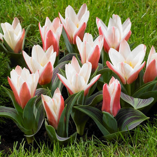 Tulipano - Heart's Delight - Tulipa - Freschezza che incanta in giardino - 5 bulbi