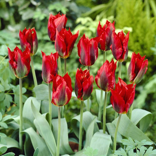 Tulipano - Hollywood - Tulipa - Tulipano ricco di energia primaverile - 5 bulbi