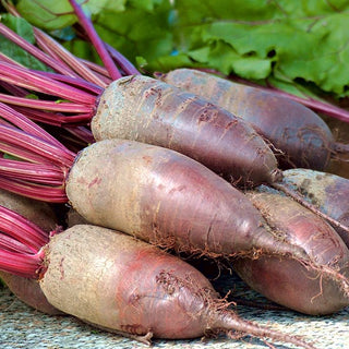 Barbabietola Opolski - Varietà collaudata dagli orticoltori - Busta Gigante - 500 g