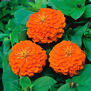 Zinnia fior di Dalia - Orange King - Fiori pieni, spettacolari di colore arancione - Zinnia elegans