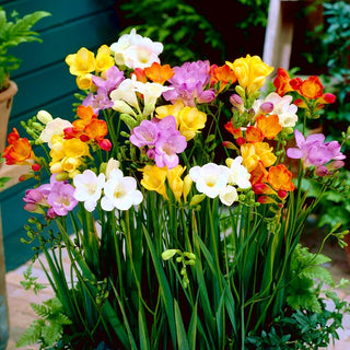 Fresia semplice - Miscela di colori - Freesia - Profumo delicato nell’aria - 10 bulbi