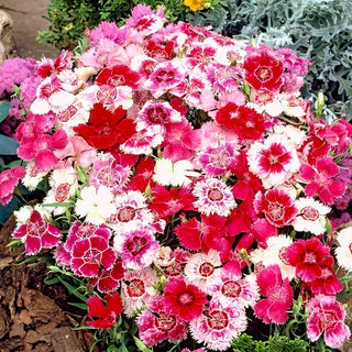 Garofano Cinese - Baby Doll Miscuglio - Set assortito di garofani cinesi dai colori vivaci - Dianthus chinensis var. heddewigii