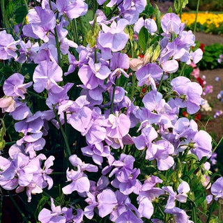 Pisello Odoroso - Countess Cadogan - Fiori dal tono delicato e fresco - Lathyrus odoratus