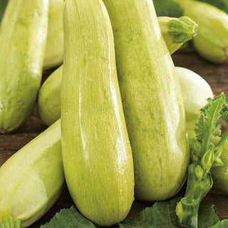 Zucchino Wanda - Varietà precoce ideale per griglia e insalate - Cucurbita pepo