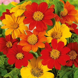 Girasole Messicano - Miscugli - Intensamente colorata e a crescita rapida - Tithonia rotundifolia