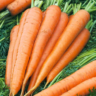 Carota - Flyaway F1 - Naturalmente resistente e molto produttiva