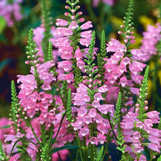 Pianta Obbediente - Miscuglio - Miscela di colori pastello - Physostegia virginiana