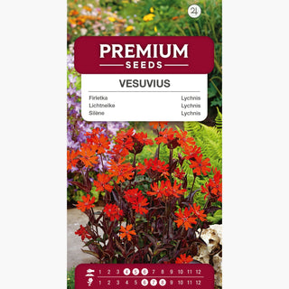 Lychnis - Vesuvius - Colore intenso dei petali - Lychnis arkwrightii