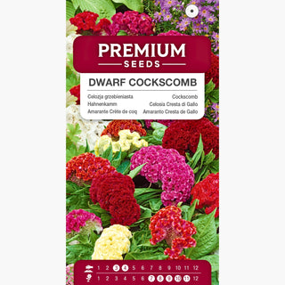 Celosia Cresta di Gallo Nana - Straordinaria nelle bordure, lungo periodo di fioritura - Celosia argentea var. cristata nana