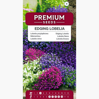 Lobelia Nana Miscuglio - Facile da coltivare, lungo periodo di fioritura, ideale per bordure e contenitori - Lobelia erinus