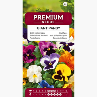 Viola del Pensiero Gigante - Miscuglio - Multicolori affascinanti con un fascino infinito - Viola × wittrockiana
