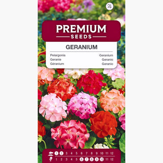 Geranio - Miscuglio - Ampia gamma di colori, fioritura abbondante - Pelargonium zonale