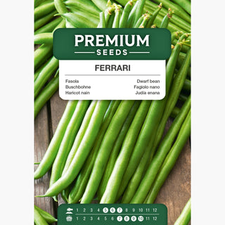 Fagiolo nano Ferrari - Sapore favoloso! - eccellenti baccelli senza filo!