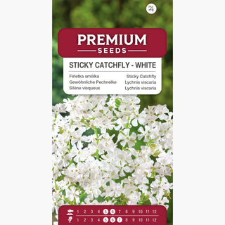 Lychnis viscaria - Bianco - Fioritura prolungata, facile da coltivare - Lychnis viscaria