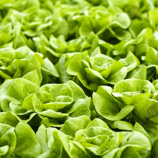 Lattuga REGINA DI MAGGIO - Nastro preseminato - Precoce, a cappuccio, succosa e resistente