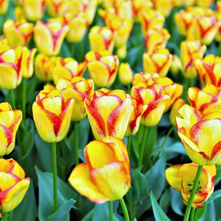 Tulipano - Cape Town - Tulipa - Varietà resistente e affidabile - 5 bulbi
