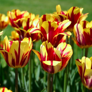 Tulipano - El Cid - Tulipa - Crea splendide composizioni compatte - 5 bulbi