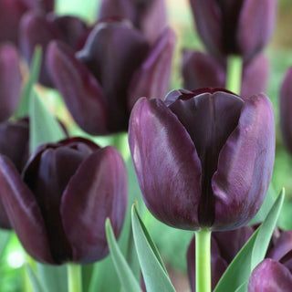 Tulipano - Queen of Night - Tulipa - Colore intenso, forma vellutata - 5 bulbi