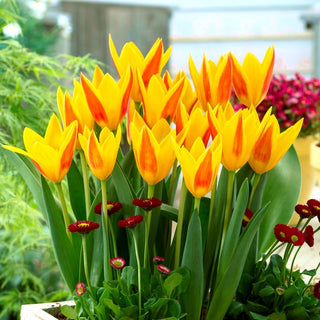 Tulipano - Giuseppe Verdi - Tulipa - Colori vivaci che attirano lo sguardo - 5 bulbi