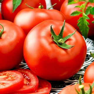 Graines de tomate