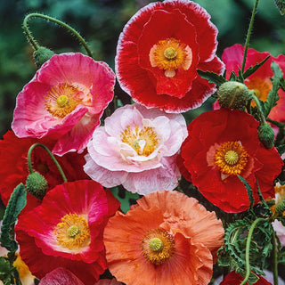 Graines de fleurs