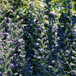 Viperina piantaginea - Miscuglio - Naturale e fiorita fino all’autunno - Echium plantagineum - Semi Premium