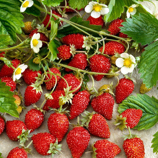 Alpine Strawberry Regina - Strong Growing, Extremely Productive and Aromatic - Fragaria vesca - Premium Seeds