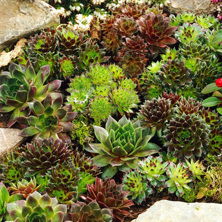 Houseleeks Mixed Varieties - Container Decoration, Frost-Resistant - Sempervivum sp. - Premium Seeds
