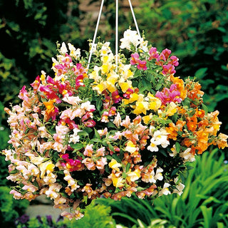 Trailing Snapdragon - Cascade of Flowers, Summer Explosion of Colours - Antirrhinum majus pendula - Premium Seeds