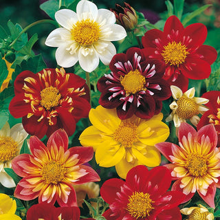 Dahlia Collarette Dandy Mix - Explosion of Flowers with Extraordinary Colours - Dahlia pinnata - Premium Seeds
