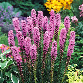 Gayfeather Pink - Perennial, Frost-Resistant, for Borders and Rockeries - Liatris spicata - Premium Seeds