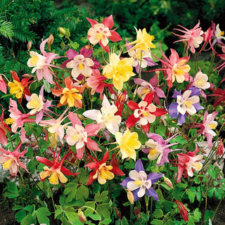 Dwarf Columbine Mix - Charming Flowers that Enliven Any Space - Aquilegia vulgaris - Premium Seeds