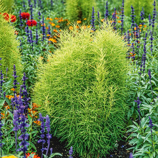 Kochia - Easy to Grow, Ideal for Hedges and Pots - Kochia scoparia - Premium Seeds
