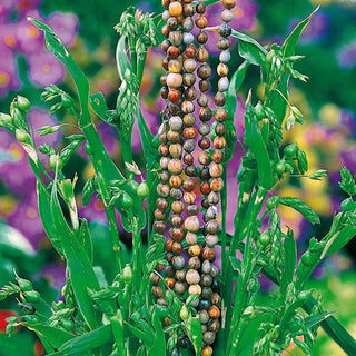 Lacrime di Giobbe - Graminacea ornamentale con semi unici a forma di lacrima - Coix lacryma-jobi
