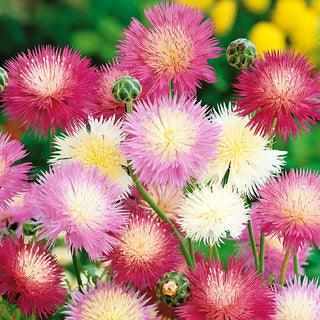 Sweet Sultan - For Cut Flowers and Borders - Centaurea imperialis - Premium Seeds