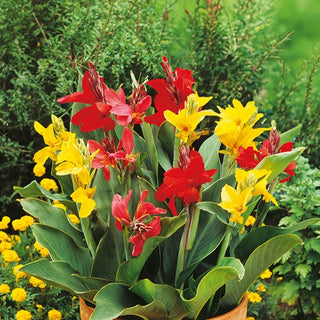Canna Lily - Spectacular Flowers with Exceptional Colours - Canna indica - Premium Seeds