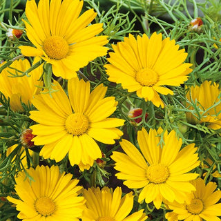 Cladanthus arabicus - Golden-Yellow Beauty for Any Border - Cladanthus arabicus - Premium Seeds