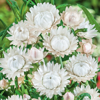 Strawflower White - Long-Lasting Flowers, Low Maintenance, Perfect for Dry Bouquets - Helichrysum bracteatum - Premium Seeds