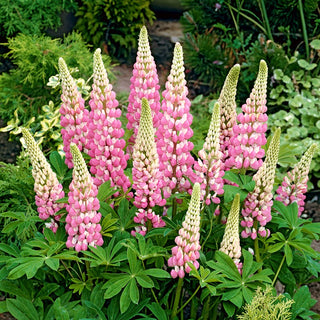 Lupine The Chatelaine - Beautiful Pink Flowers in Impressive Spikes - Lupinus polyphyllus - Premium Seeds
