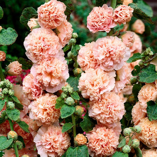 Hollyhock Salmon - Tall, Easy to Grow, for Cottage Borders - Alcea rosea - Premium Seeds