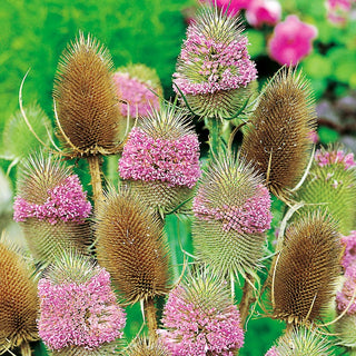 Scardaccione selvatico - Ideale per essiccazione per bouquet e ghirlande - Dipsacus fullonum - 100 g - Semi Premium